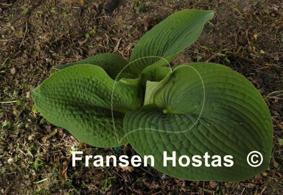 Hosta Quilted Hearts